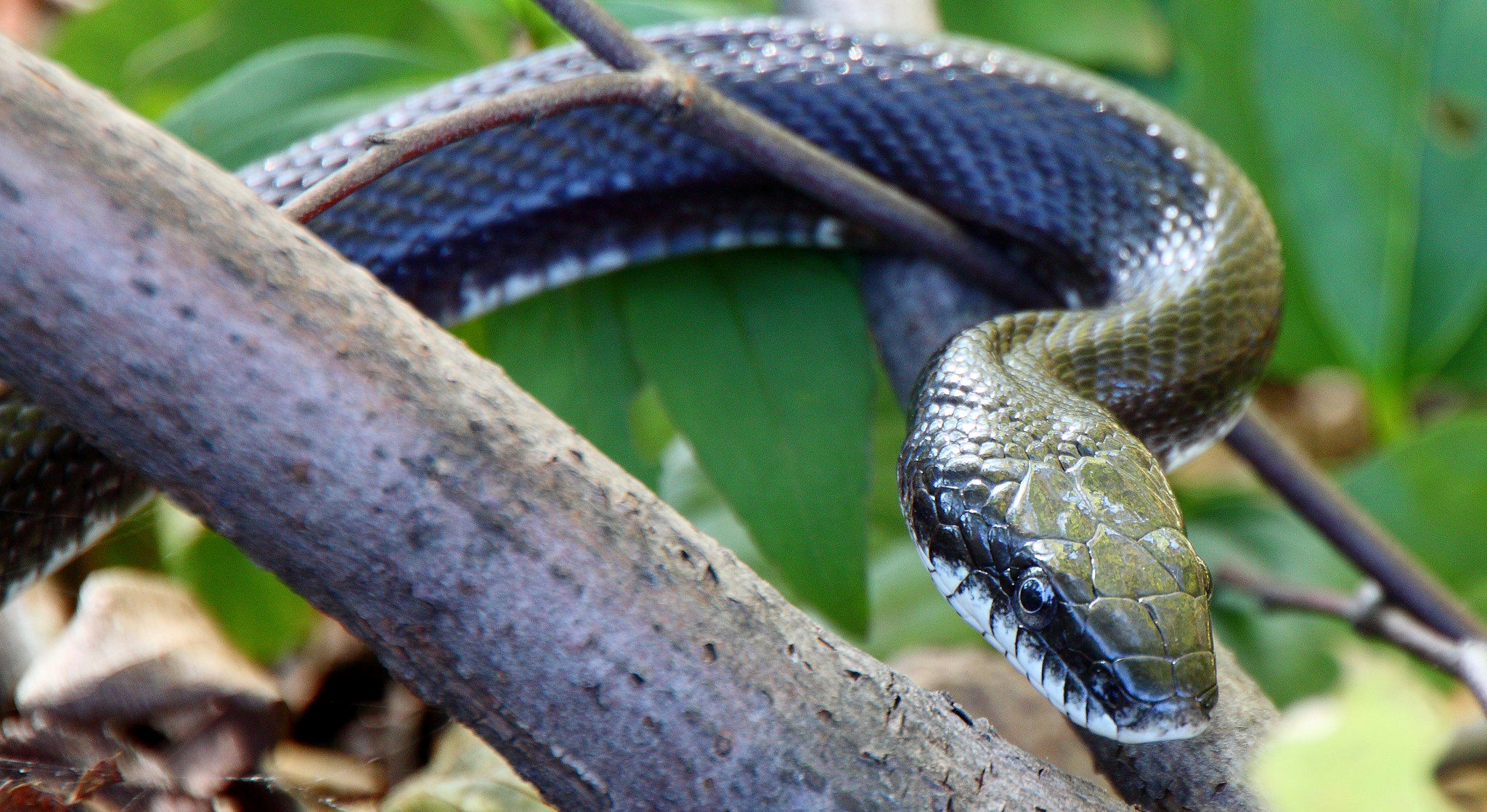 A black rat snake wrapped around a branch