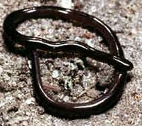 Brahminy Blind Snake