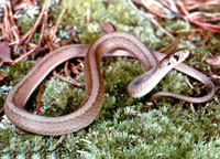 Brown Snake, Midland (DeKay's Snake)