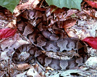 Copperhead