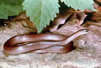 Earth Snake, Eastern Smooth