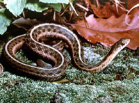 Garter snake, Butler's