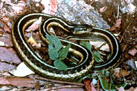 Garter snake, eastern