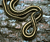 Garter snake, Eastern plains