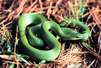 Green snake, eastern smooth
