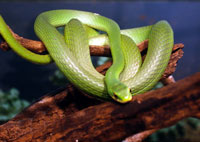 rough green snake