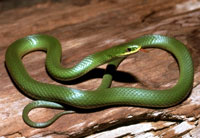 Green snake, western smooth