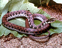 kirtland's snake