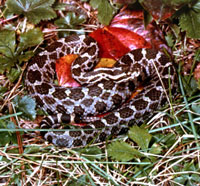 Rattlesnake, Eastern Massasauga