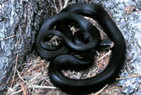 Black racer