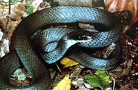 Blue racer