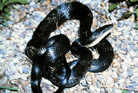 Black rat snake