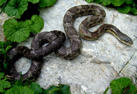 Black rat snake different coloration