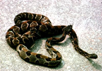 Rattlesnake, Eastern Timber