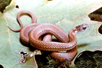 Northern red bellied snake
