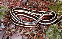 Eastern ribbon snake