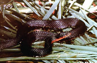 Water copper belly snake