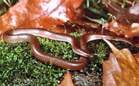 Midwest worm snake