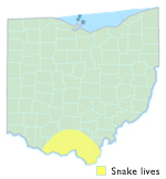 Black Kingsnake Ohio Map